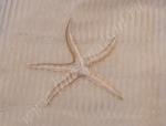 Tir.8034-Oceania-Organza-Seta-Righe-col.09-crema-ricamo-avorio