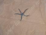 Tir.8034-Oceania-Organza-seta-righe-col.01-crema-ricamo-azzurro